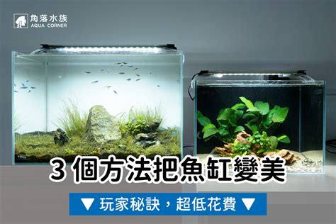 魚缸造景|水族教學：魚缸造景佈置技巧 – 寵物百科